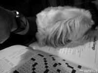 56444BwLeDe - Rufus 'helping' me with my crossword puzzle   Each New Day A Miracle  [  Understanding the Bible   |   Poetry   |   Story  ]- by Pete Rhebergen